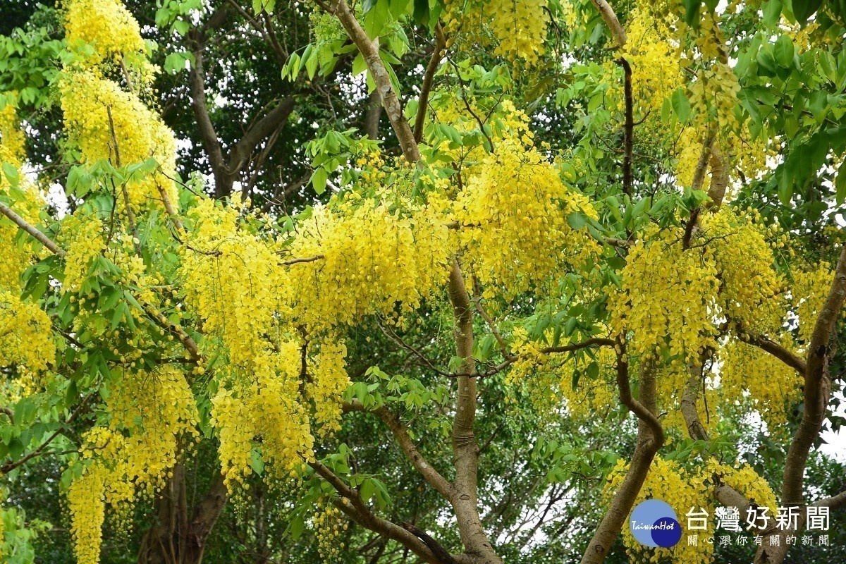 阿勃勒成串下垂,在風中輕顫,有如一場黃金雨(圖/台北市公園處提供)