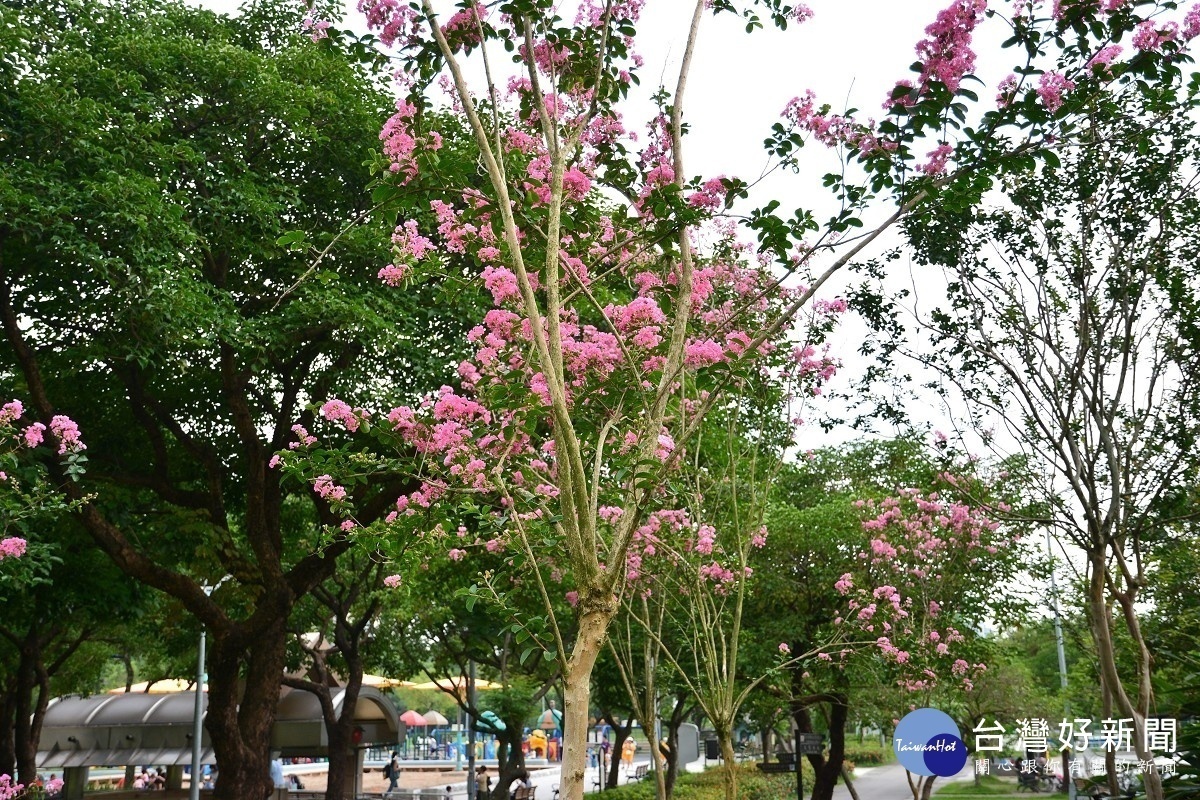 紫薇的樹皮光滑易剝落,夏季滿樹開花(圖/台北市公園處提供)