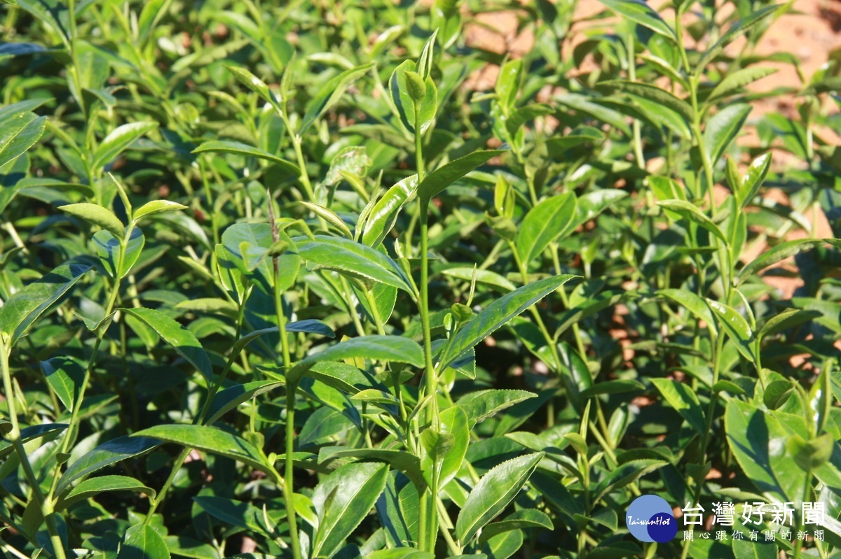 名間茶區一年可採6至7次產量可觀。（記者扶小萍攝）