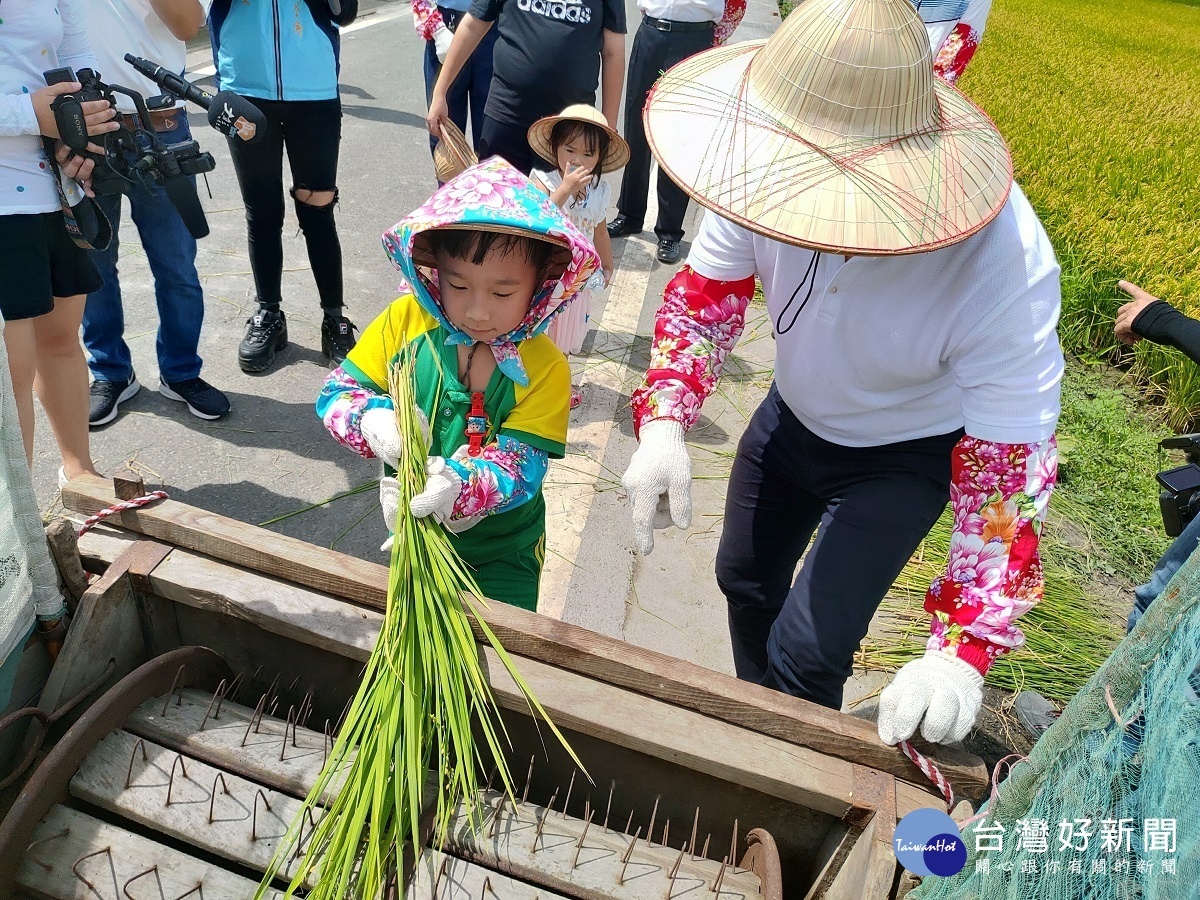 鹿港鎮長許志宏先行教導小朋友體驗割稻的樂趣。