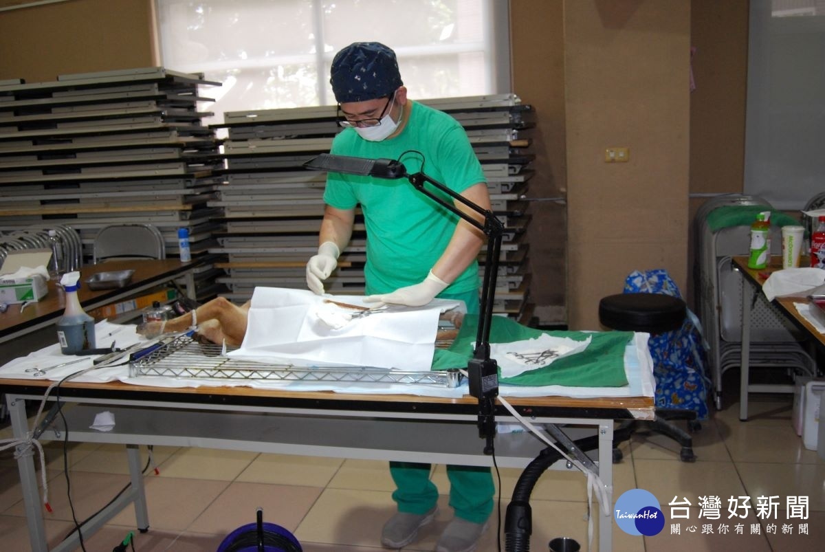 由彰化縣政府擴大舉辦的「浪愛回家_流浪犬貓免費結紮」活動3日起在彰化市老人文康中心展開獸醫師進行結紮術前準備工作。