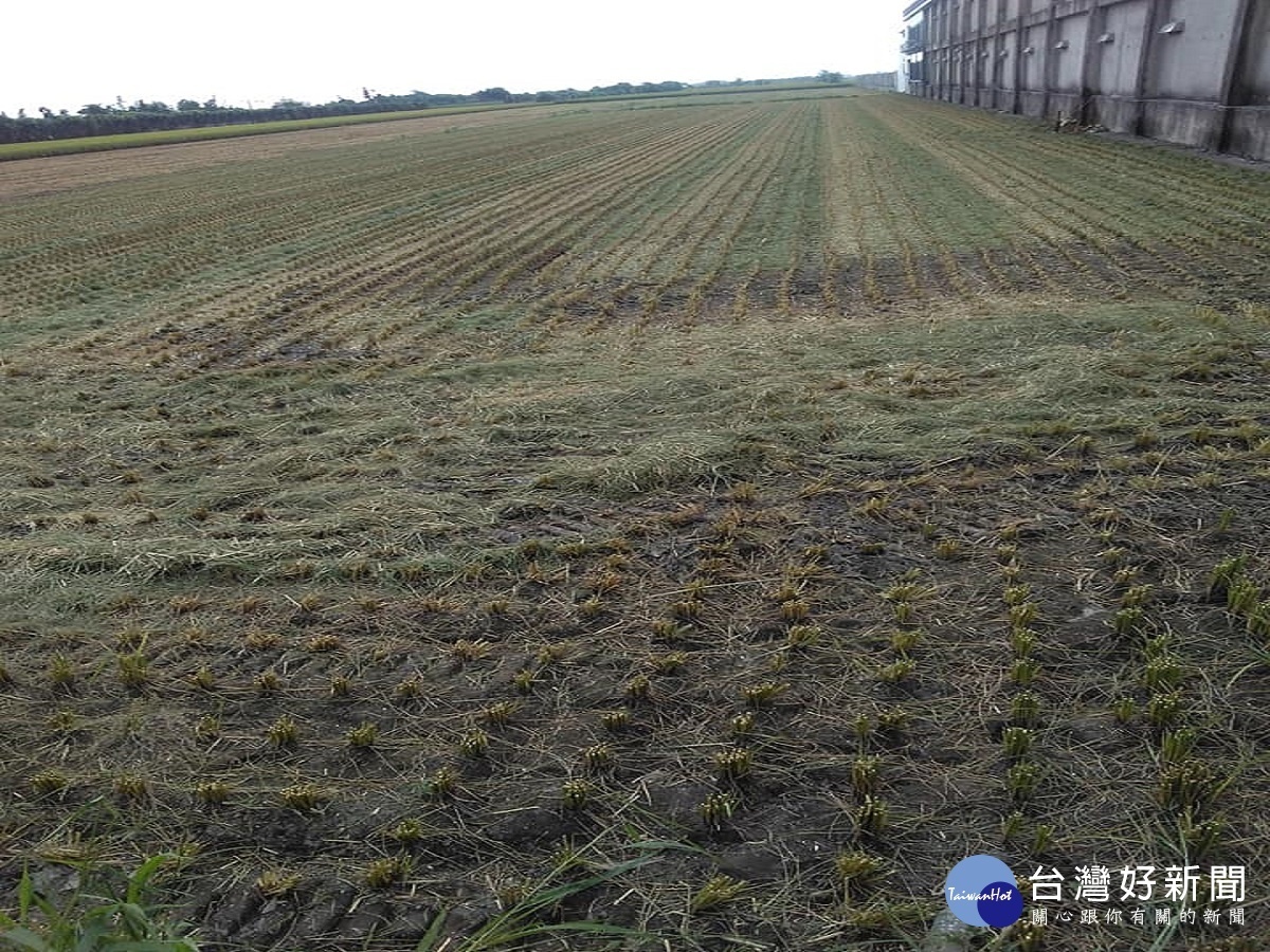 你播種我收割? 芳苑鄉驚傳「割稻尾」盜割案