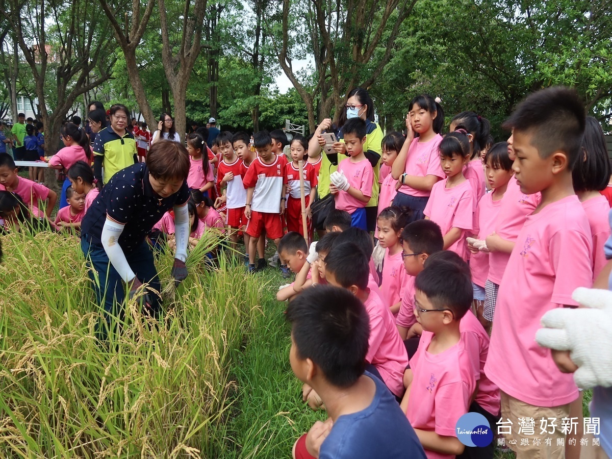 食農教育在地生根 螺陽國小歡欣「穀舞」