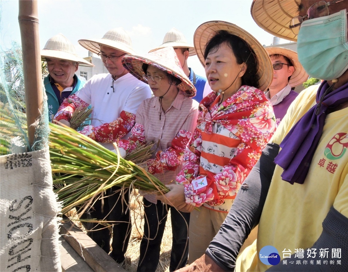 縣長王惠美、鹿港鎮長許志宏、彰化縣議員凃淑媚等人體驗割稻的樂趣。