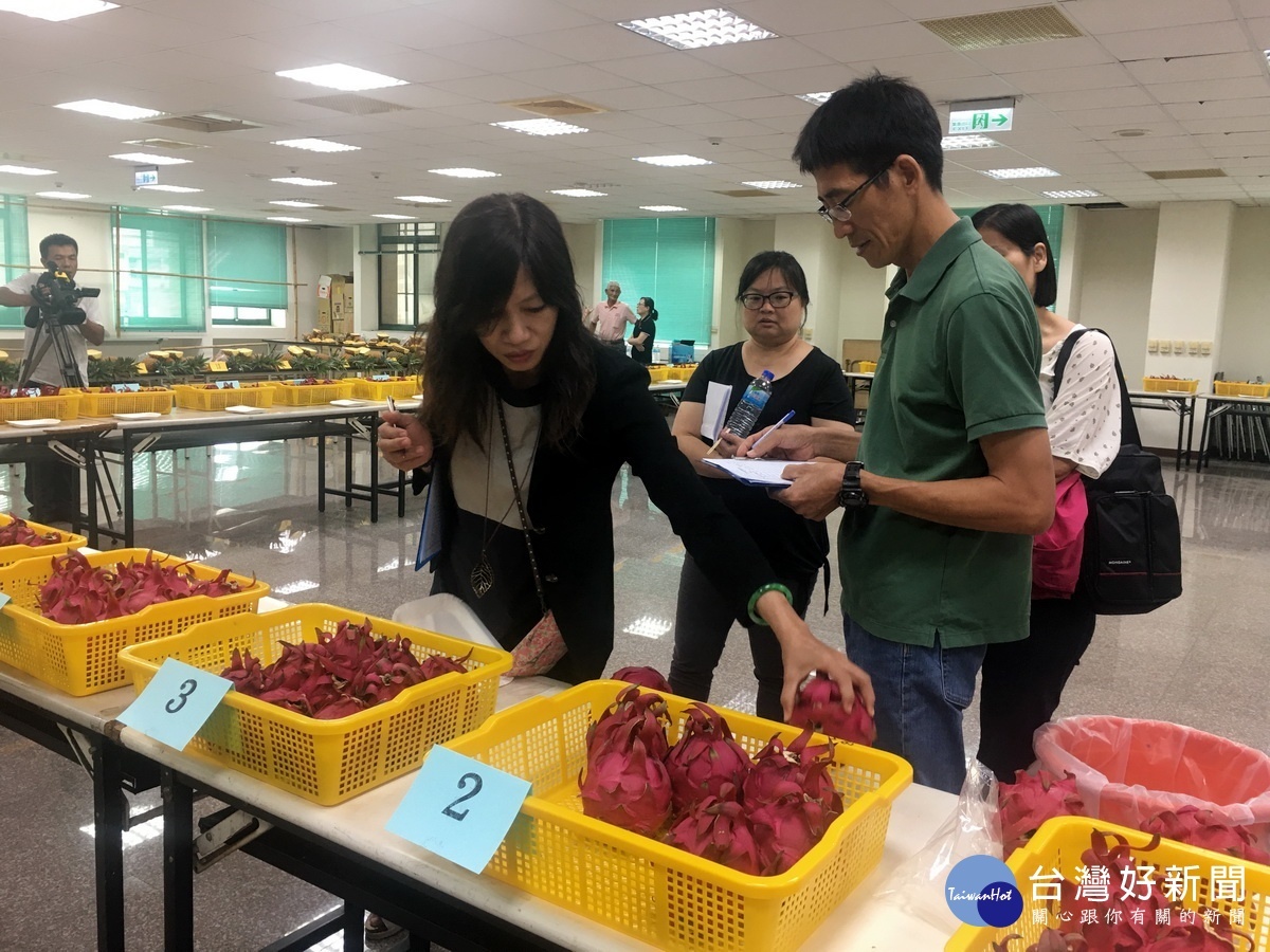 農友指紅龍果勿超過20度為宜。(記者扶小萍攝)