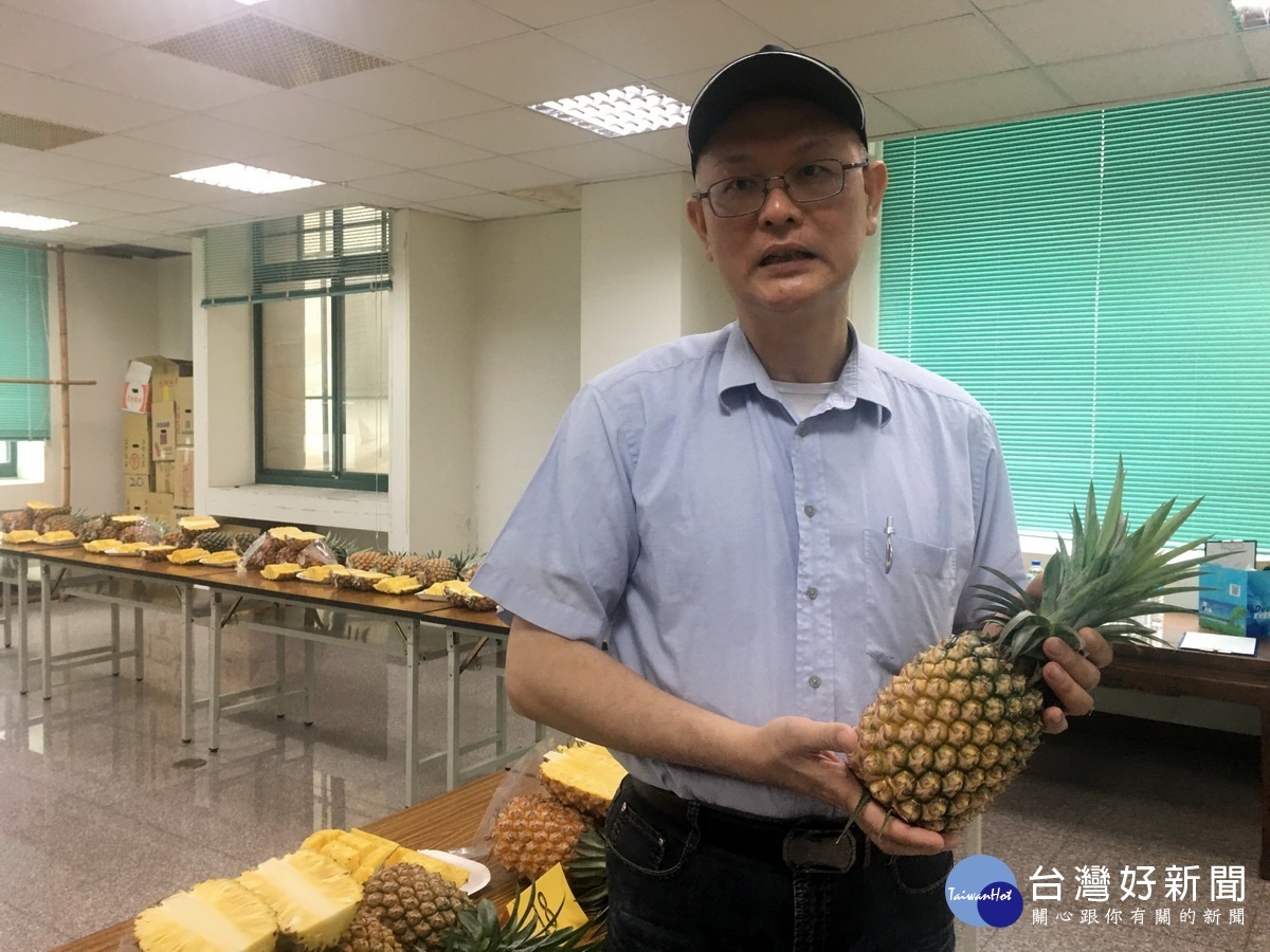 鳳梨果目呈黃色的愈多成熟度就高。(記者扶小萍攝)