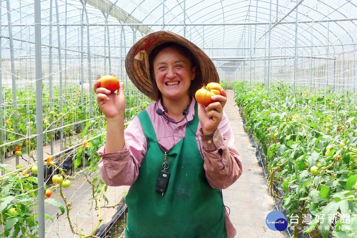 東埔一鄰部落有機農友以友善土地的方式生產番茄。