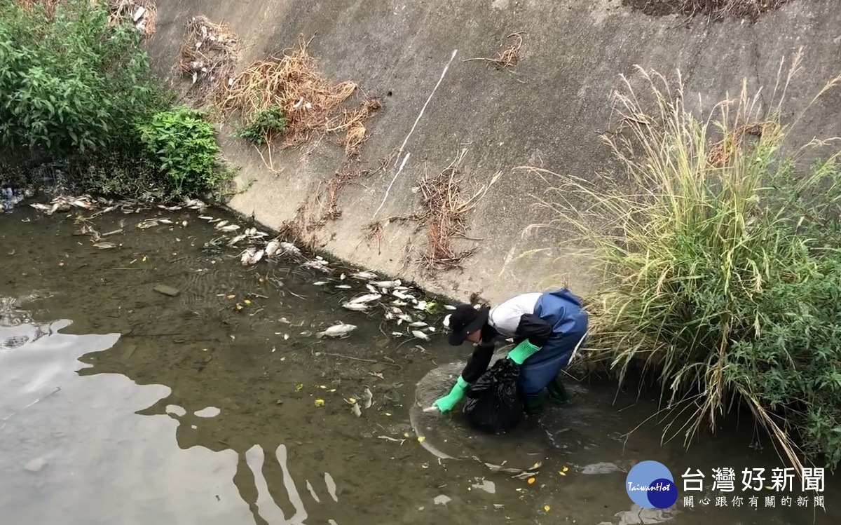 清淨人員立即清除死亡的魚體。(縣府提供)