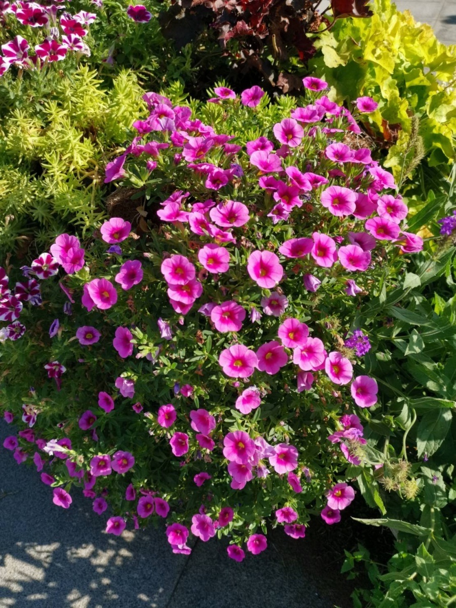 「歐洲牽牛」,繽紛的顏色搭配碩大的花朵,綻放的盛況幾乎都要看不到枝葉了。(圖/台北市公園處提供)