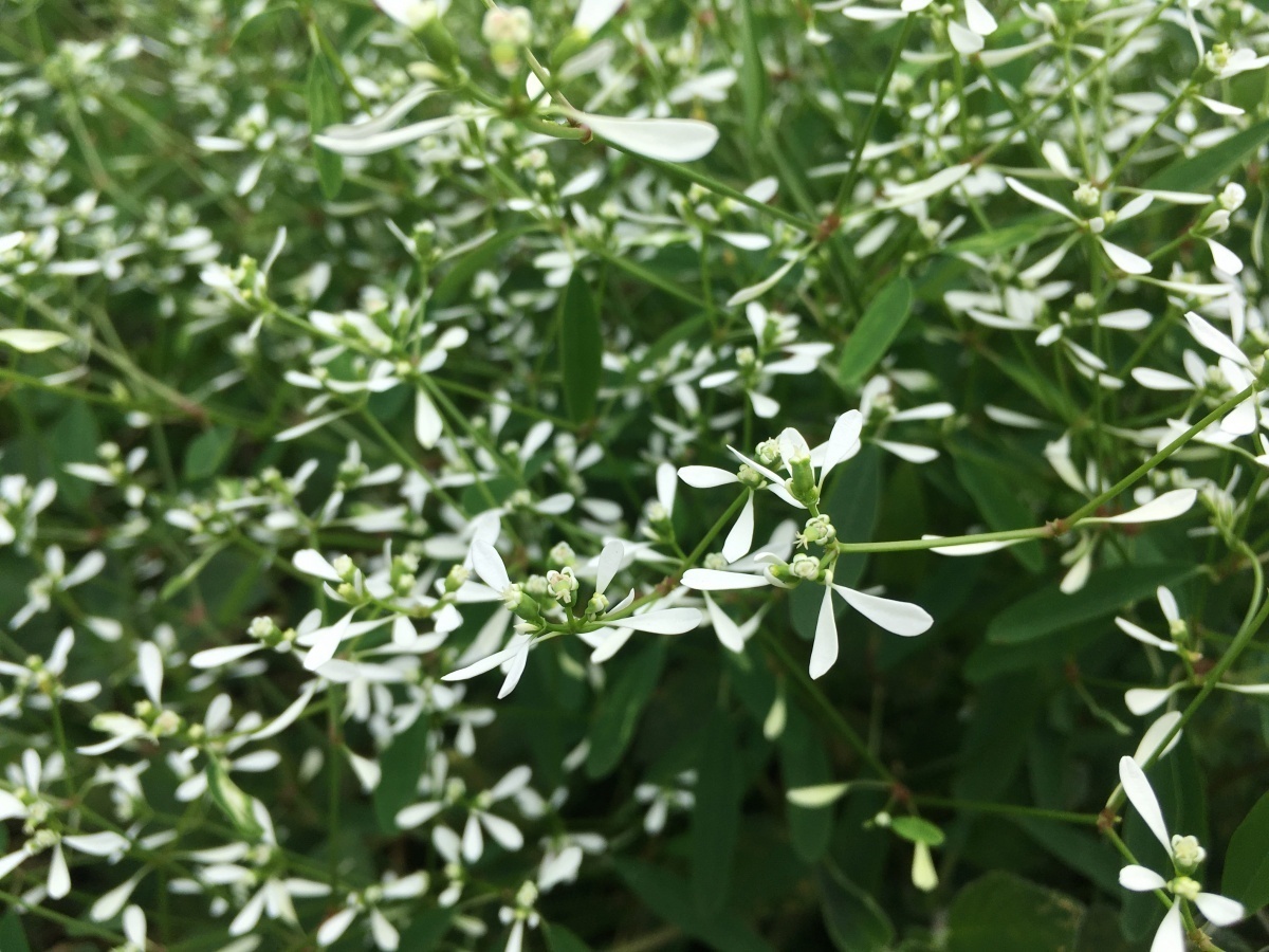「雪花草」是夏日玫瑰園不可缺少的配角。(圖/台北市公園處提供)
