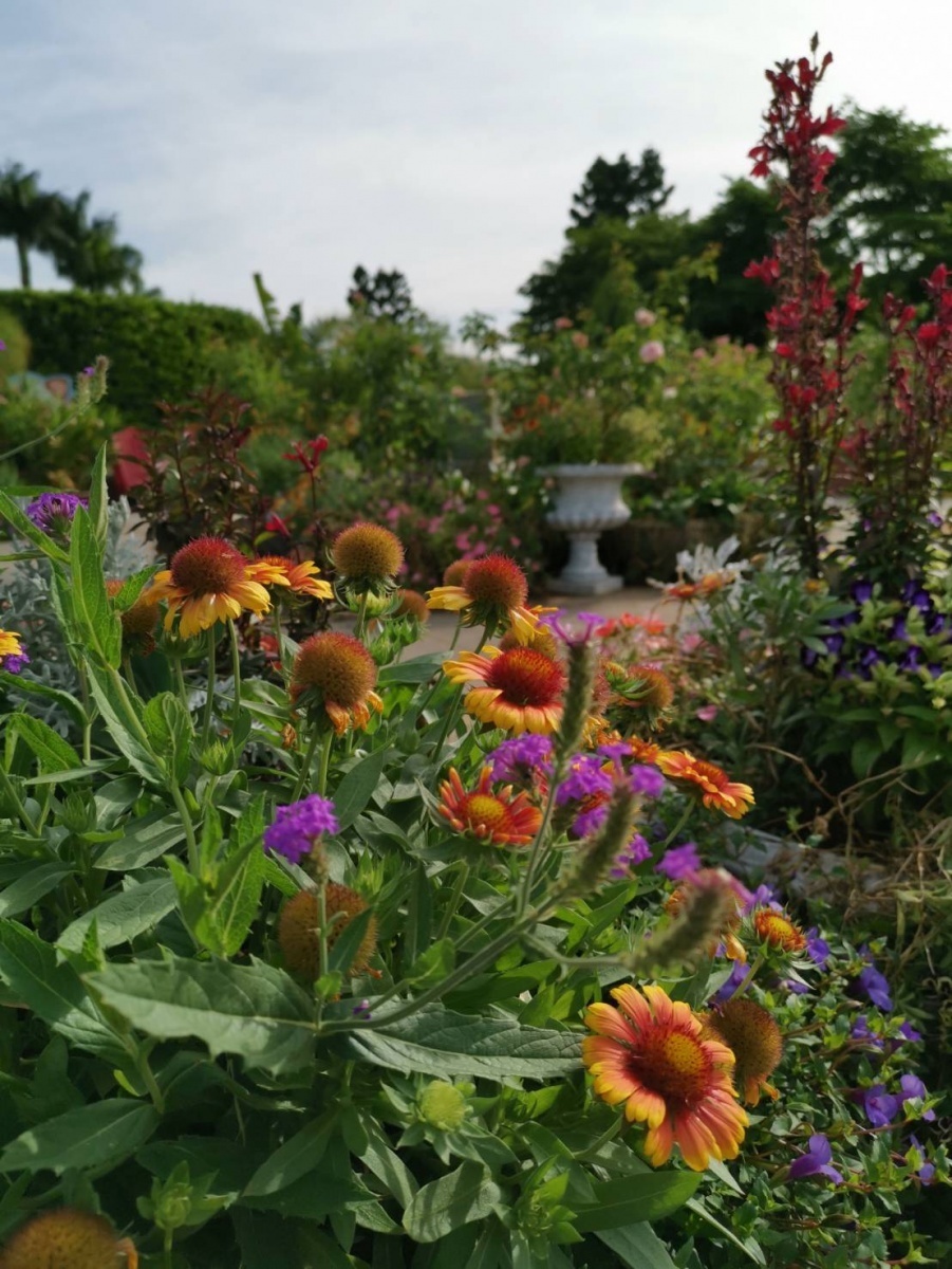 澎湖縣縣花「天人菊」也現蹤其中。(圖/台北市公園處提供)
