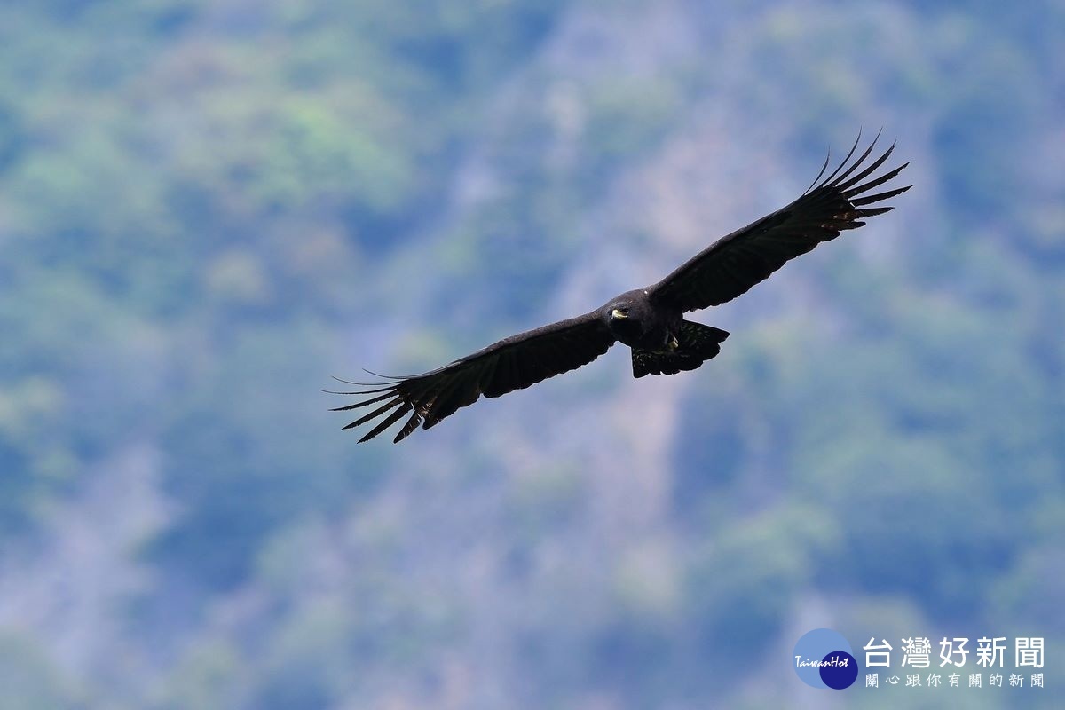 林鵰親鳥隨伺在巢邊巡弋。〈玉管處提供〉