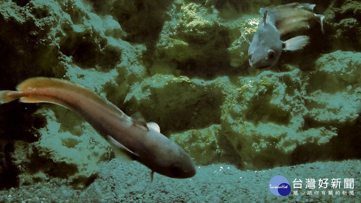 Xpark 將於8/7開幕 演示各種生態環境及水族魚類