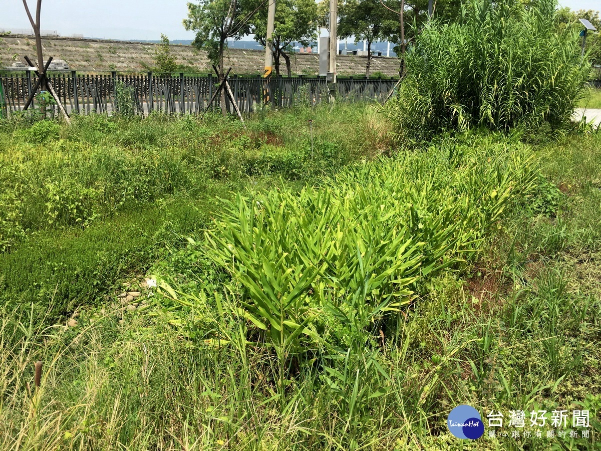 區內種植不少可淨化水質機能的植栽。（記者扶小萍攝）