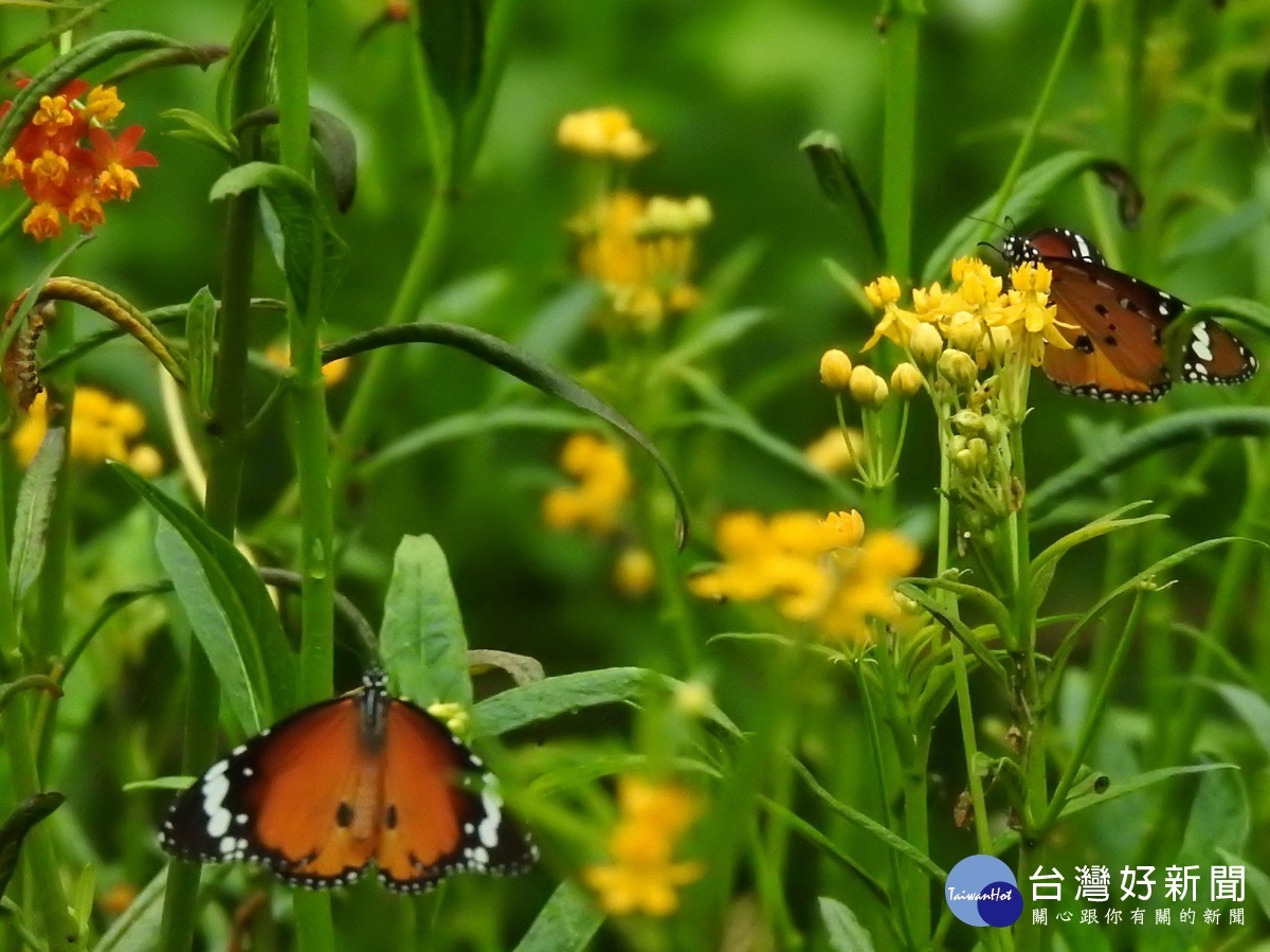 台一休閒農場生態豐富，長年吸引上百種蝴蝶棲息繁衍。
