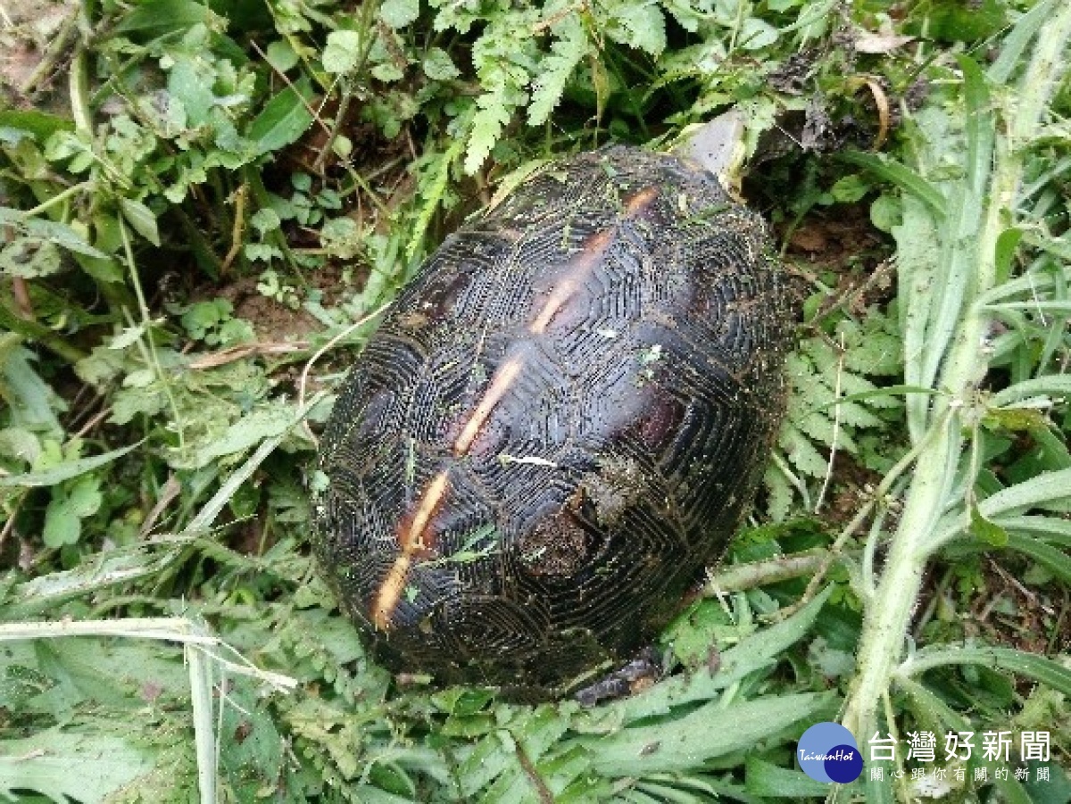 新北市三芝動物之家在進行環境雜草整理時發現一粒黃褐色會走路的石頭,仔細觀察發現竟然是瀕臨絕種的保育類食蛇龜