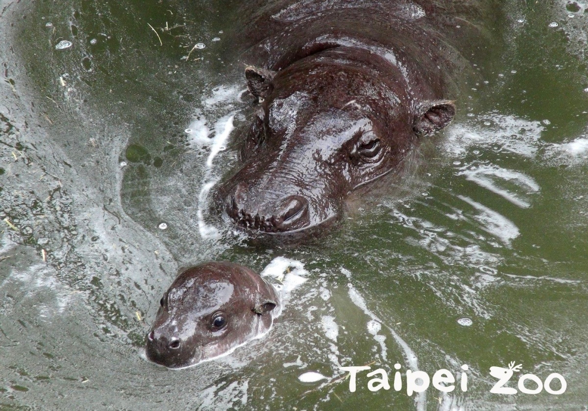 侏儒河馬(圖/台北市立動物園提供)