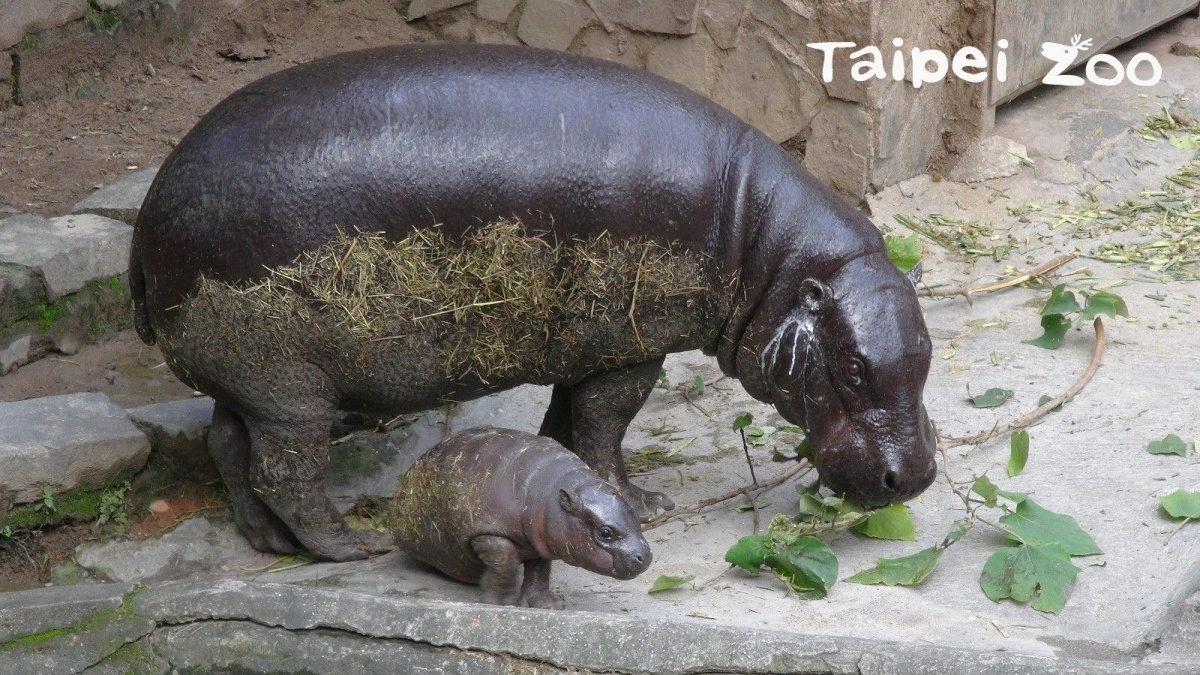 侏儒河馬(圖/台北市立動物園提供)