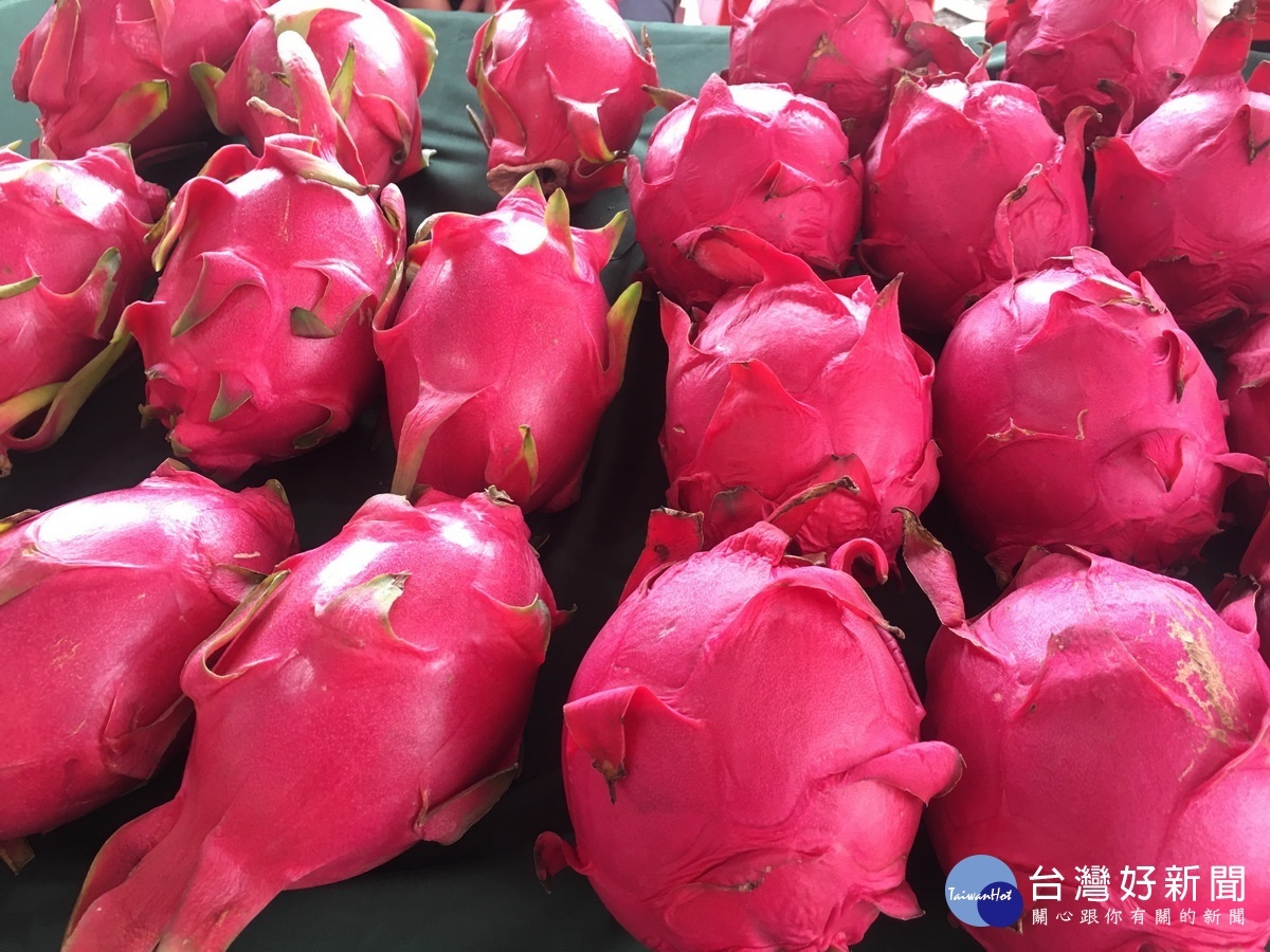 竹山紅龍果以紅肉品種為主,果粒肥美可口。(記者扶小萍攝)