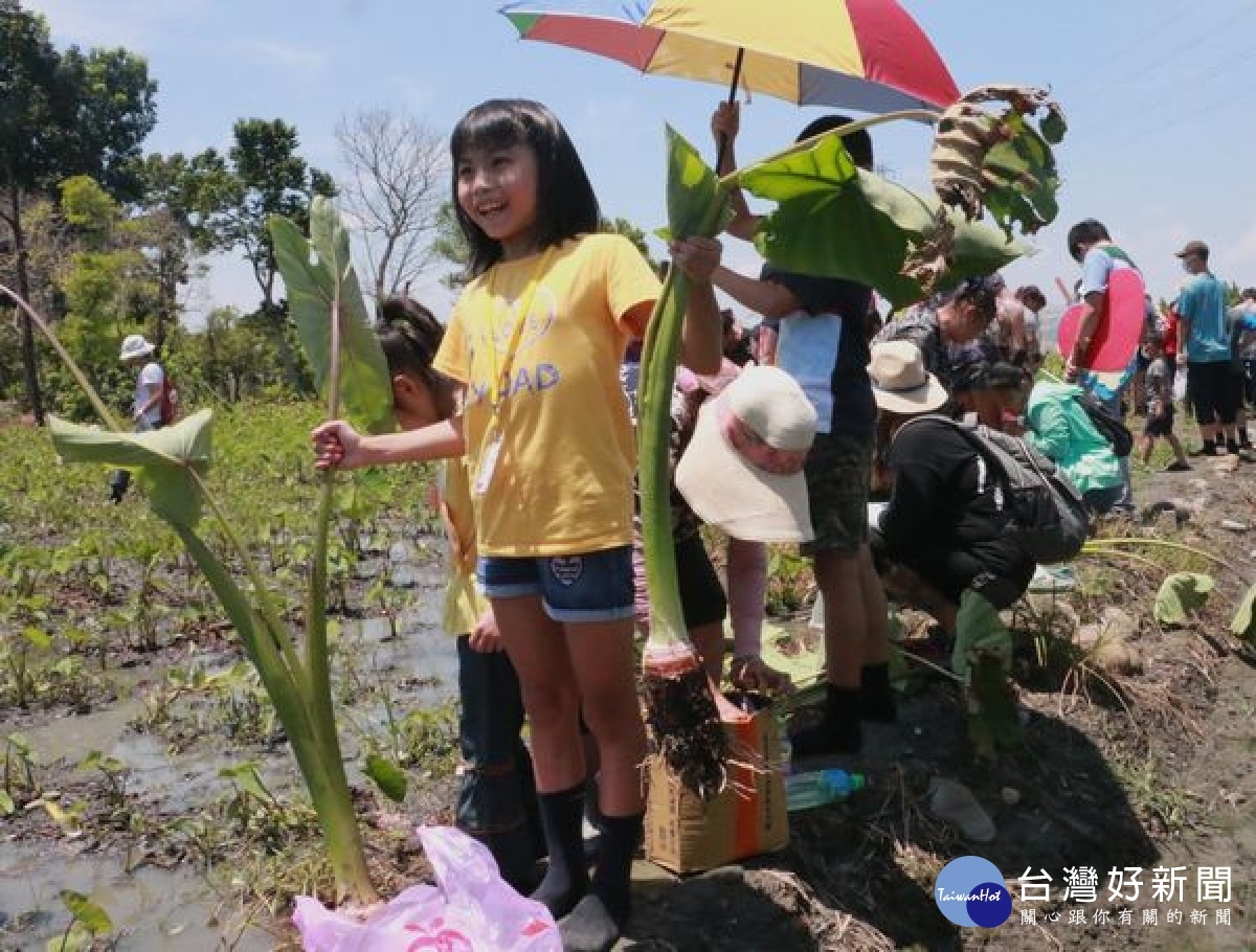 雲林家扶親子在心傳愛關懷協會志工陪伴下，體驗採芋樂趣，增進親子互動與食農教育，歡度夏日時光。