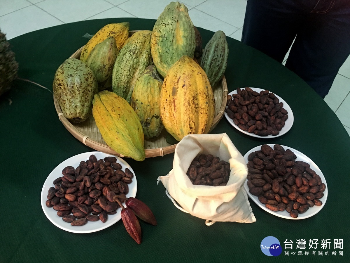 名間鄉全日照環境適合可可生長。（記者扶小萍攝）