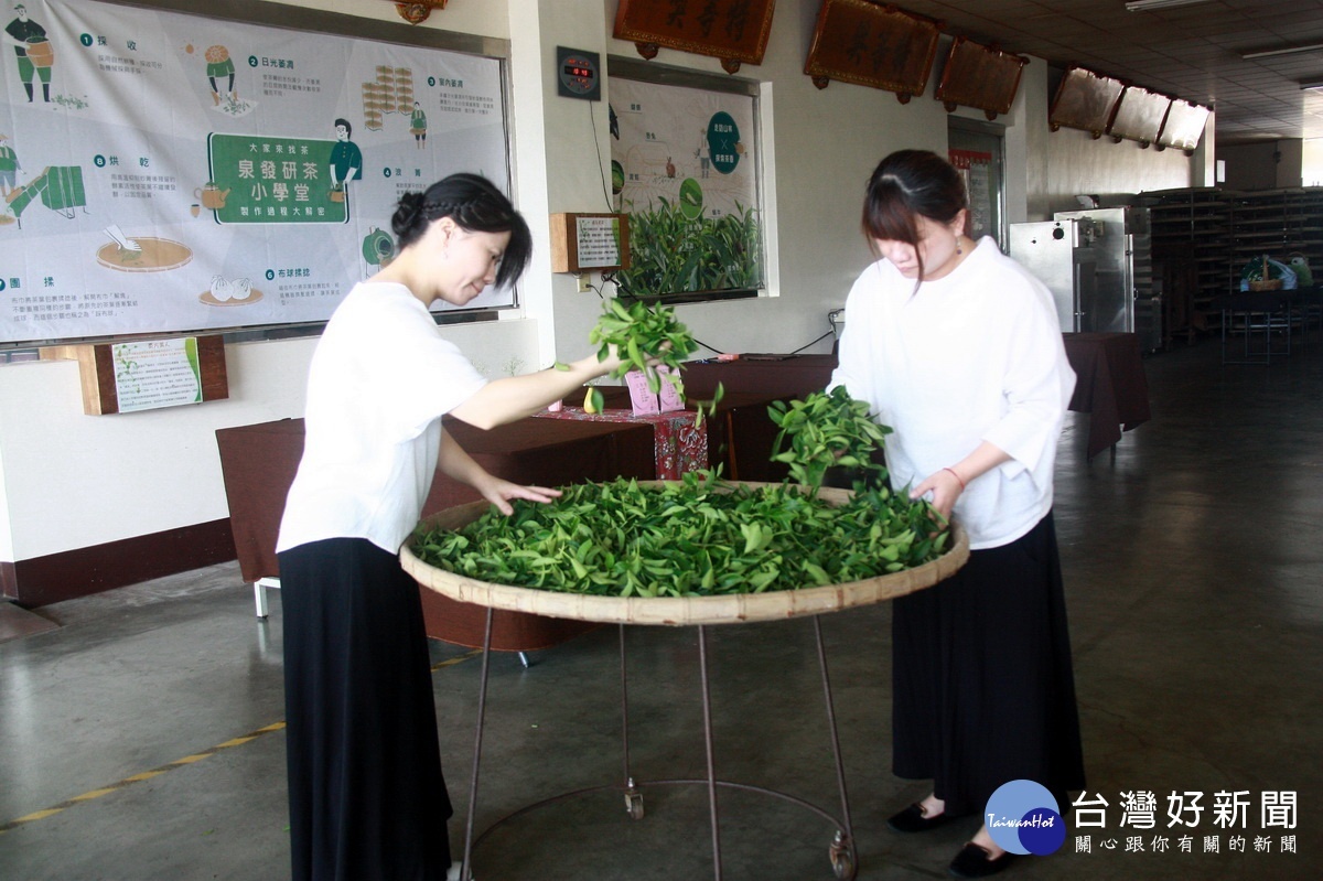 謝家第4代女兒都會製茶。（記者扶小萍攝）