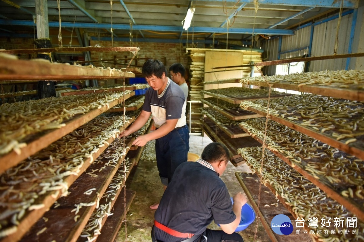 目前全台僅剩的一家養蠶人家從栽桑、養蠶、製被,一條龍生產蠶絲被的生產。(圖/水土保持局)