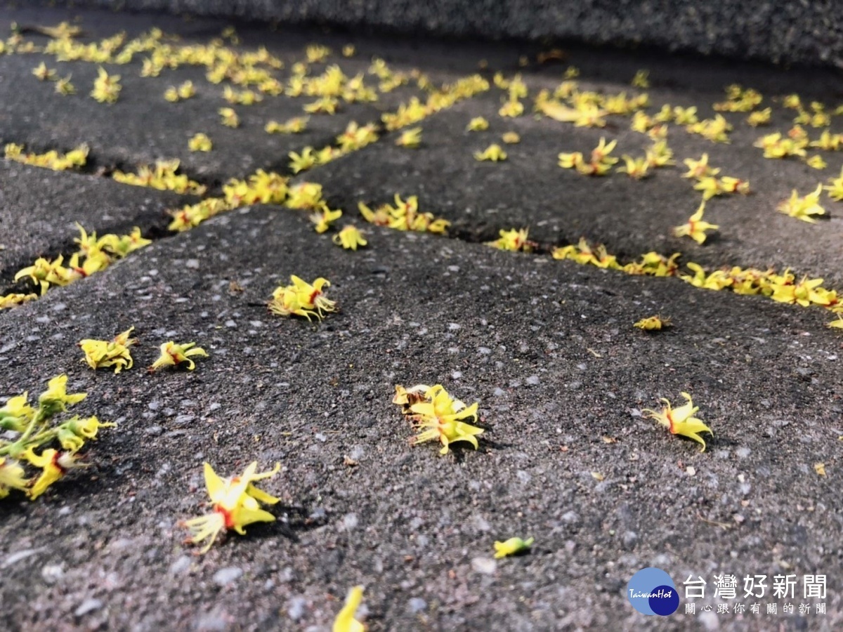 欒樹黃花散落一地(圖/台北市公園處提供)