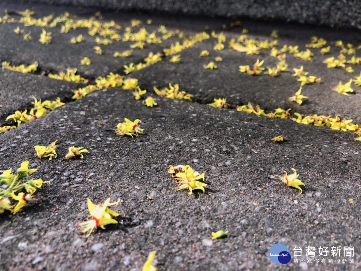 欒樹黃花散落一地（圖／台北市公園處提供）