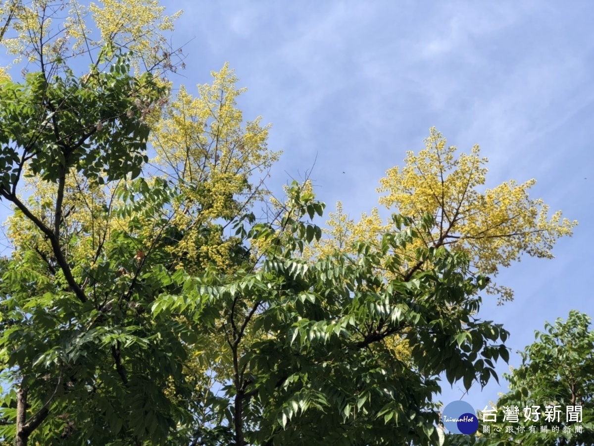 黃花朵朵正在盛開(圖/台北市公園處提供)