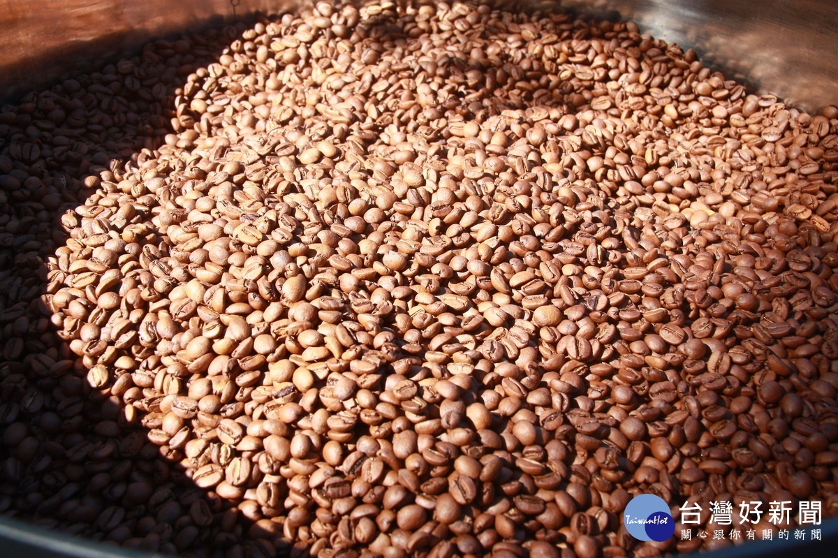 南投咖啡豆非常優質。（記者扶小萍攝）