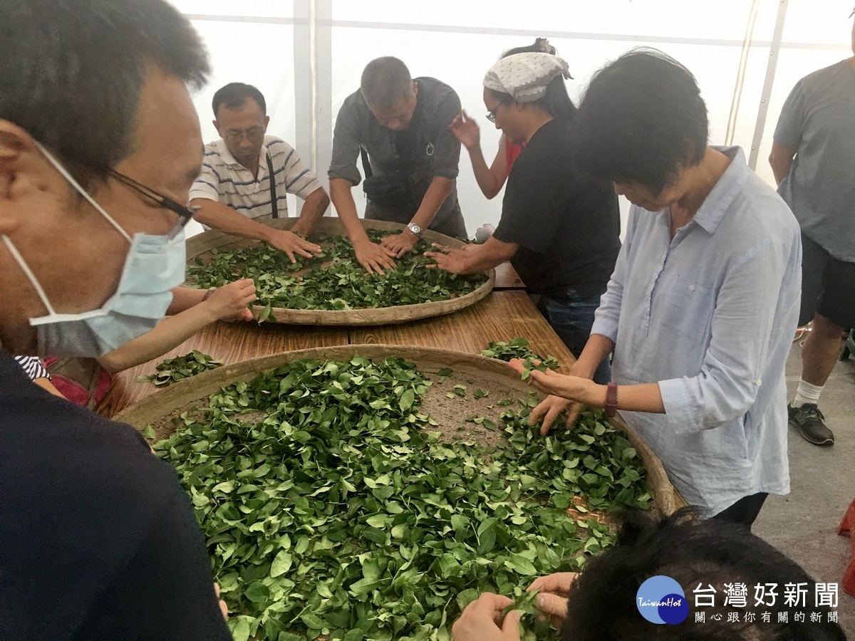 認清一心二葉的茶葉。(記者扶小萍攝)