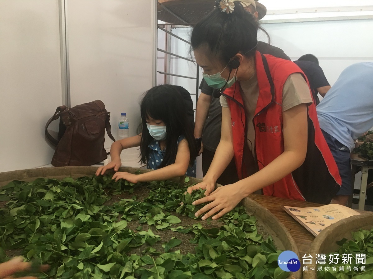 小朋友非常賣力的揉茶。(記者扶小萍攝)