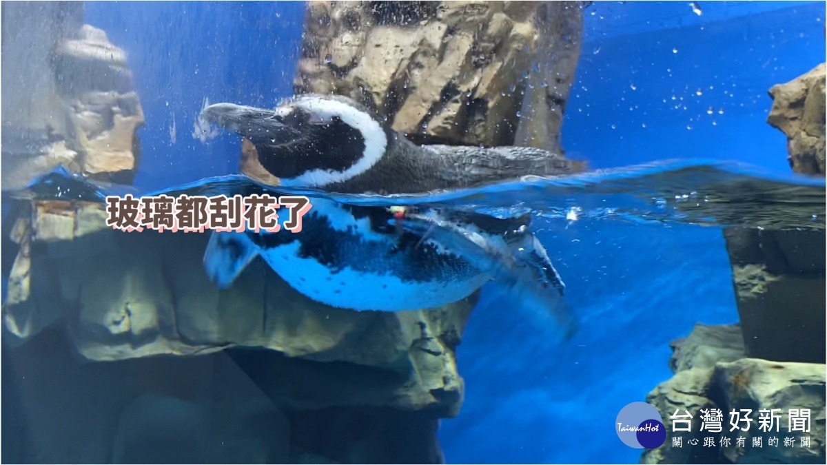 魟魚在大魚缸中游泳。圖/1799提供