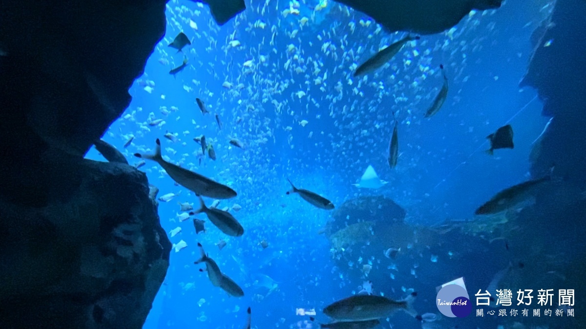 魟魚在大魚缸中游泳。圖/1799提供