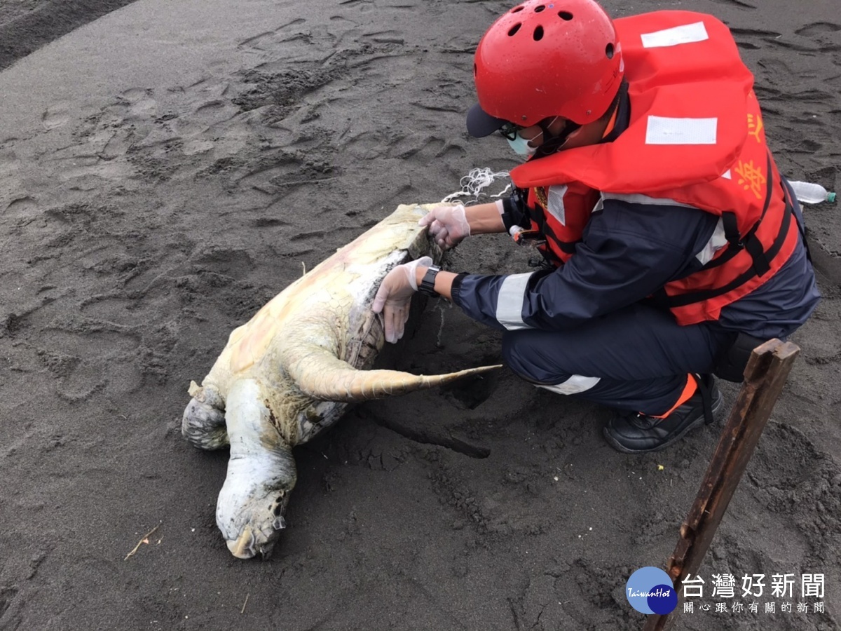 海巡署第一巡防區發現海龜死亡 通報後協力將其掩埋