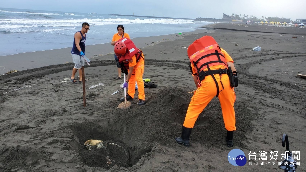 海巡署第一巡防區發現海龜死亡 通報後協力將其掩埋