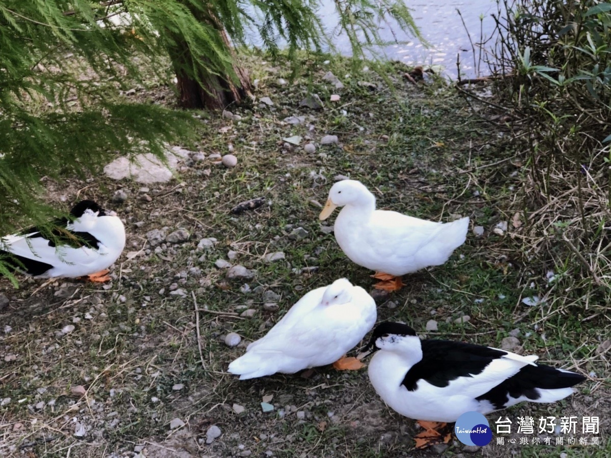 (圖/台北市公園處提供)