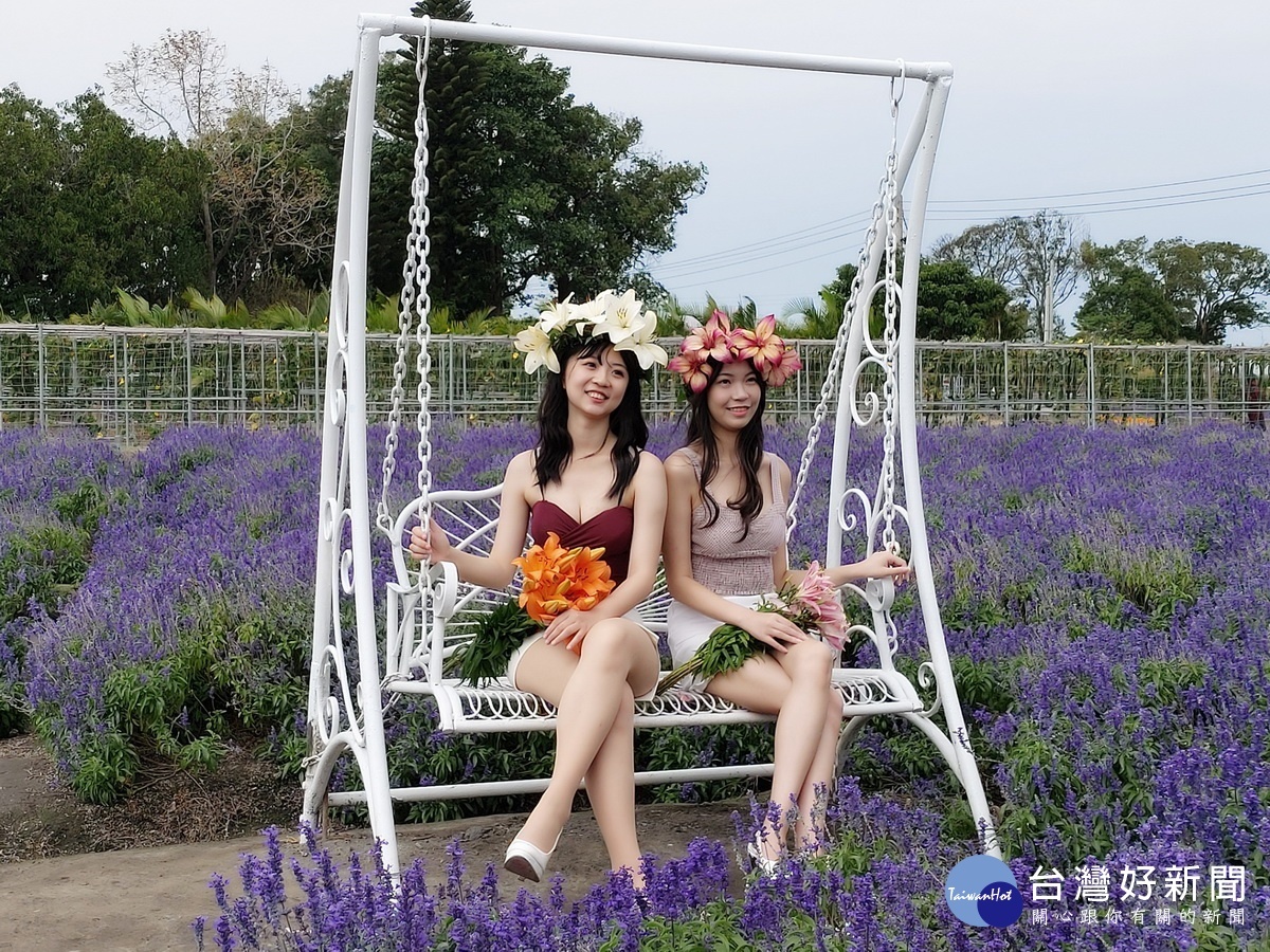 紫色鼠尾草搭配白色鞦韆是網美必拍景點