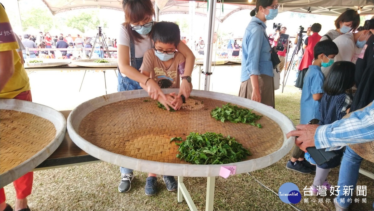小朋友體驗揉茶。(記者吳素珍攝)