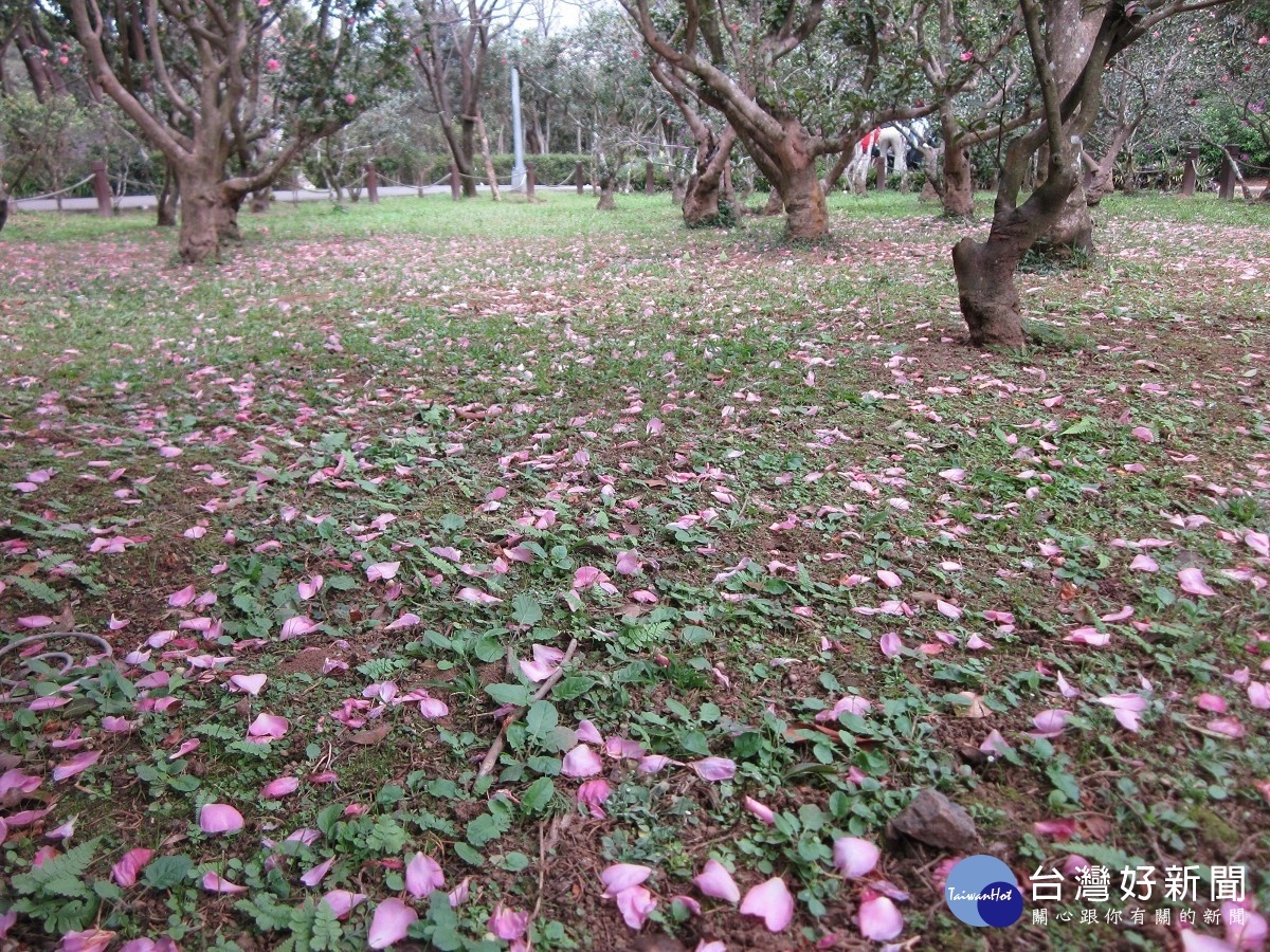 茶梅花毯