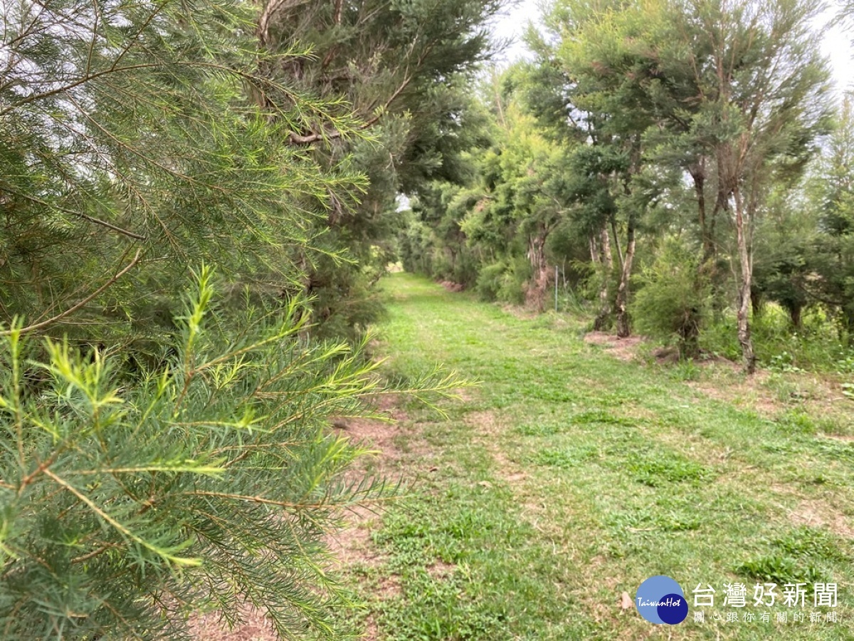 艾森農場是全國最大的澳洲茶樹種植農場，生產茶樹精油。(圖/記者王丰禾攝)