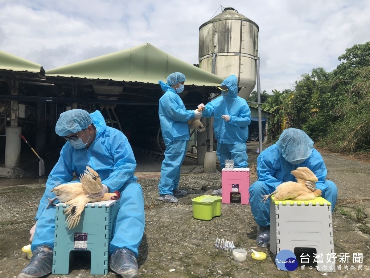 109年4月1日起，防檢局稽查小組加強禽場拍照舉報，並移請家畜所開罰3至15萬元／陳致愷翻攝