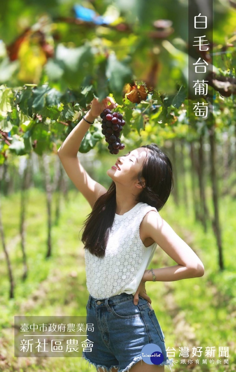 誘人的白毛台葡萄