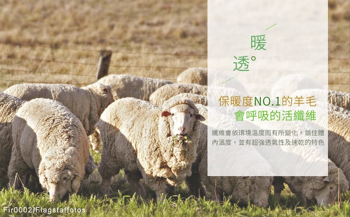 美麗諾羊毛則是一種會依氣溫變化而調溫的材質,天冷時可保暖、天熱時可保持涼爽,這樣的特色讓美麗諾羊毛一直備受市場歡迎。