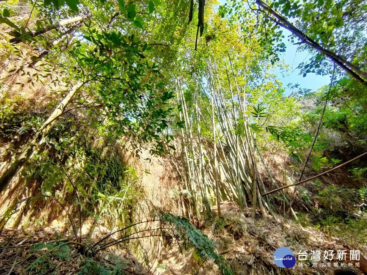 在前往一線天景點的路上,生態呈現枯黃乾躁現像「觀音坐蓮」多有崩壞情形。圖/記者鄧富珍攝