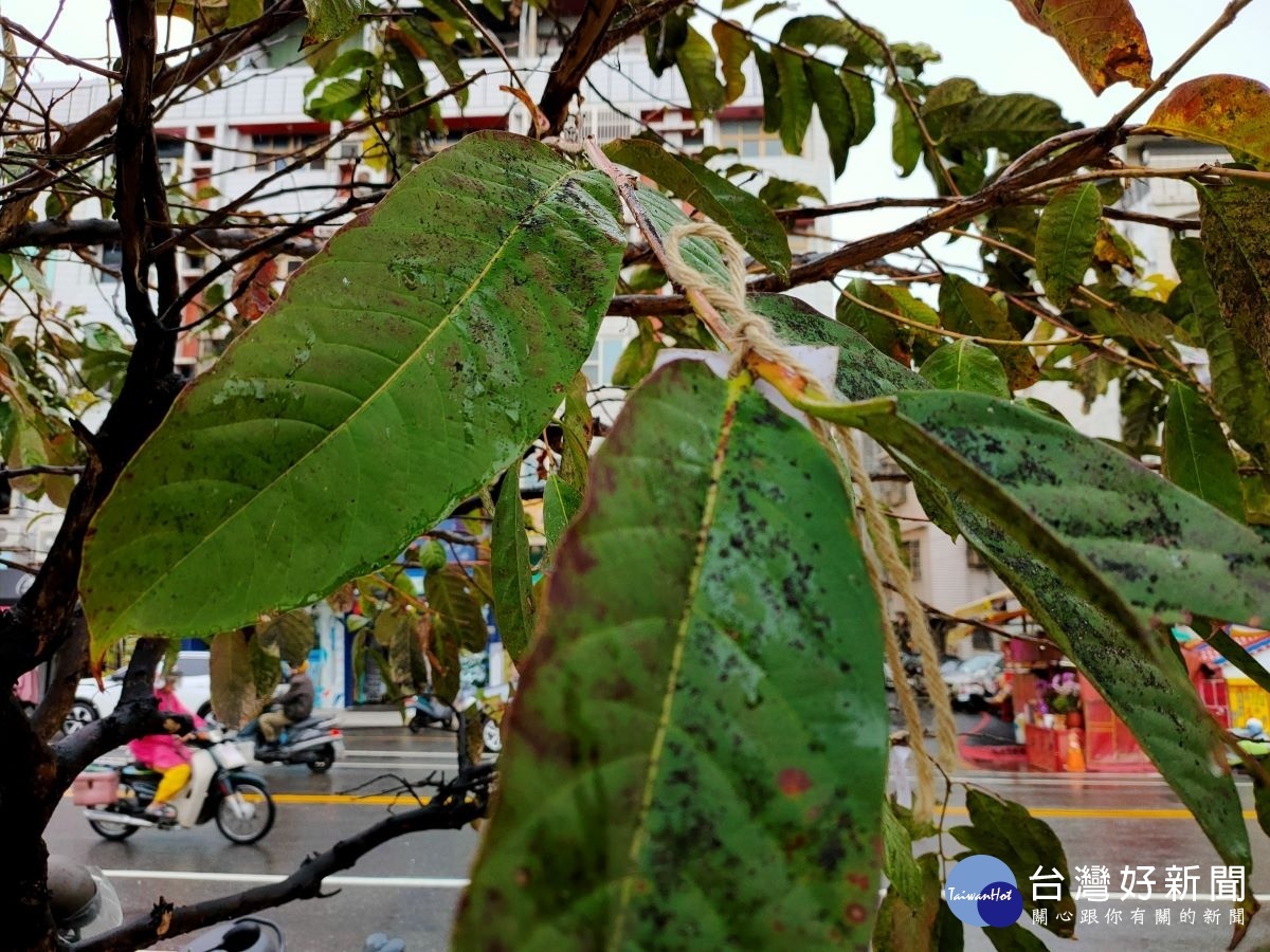 彰化市平和國小及彰安國中前的行道樹大花紫薇，日前因感染「煤煙病」，出現「滴黑油」的現象。圖／記者鄧富珍攝