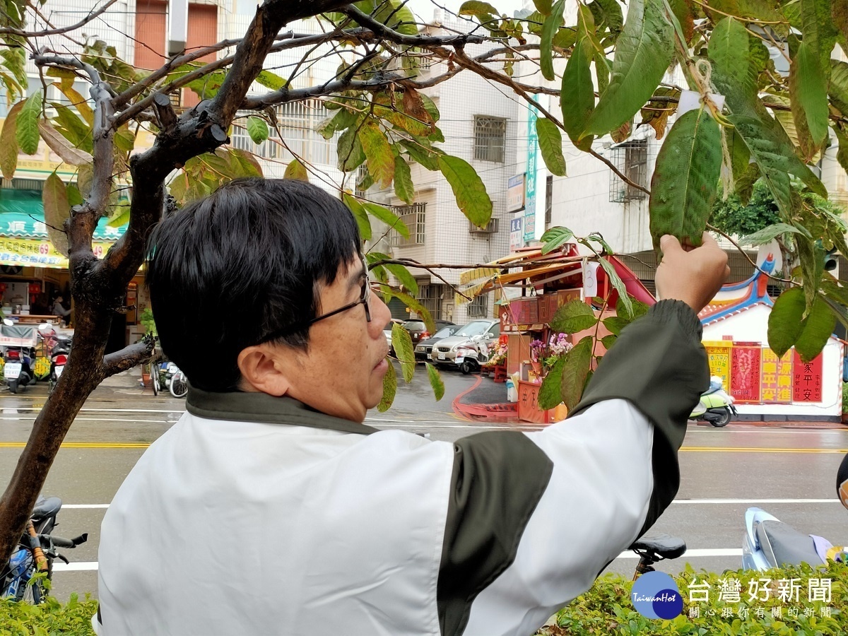 玉心農法創辦人孫匯鑫老師建議公所採微生物防治法，以大自然的力量使植物恢復健康。圖／記者鄧富珍攝