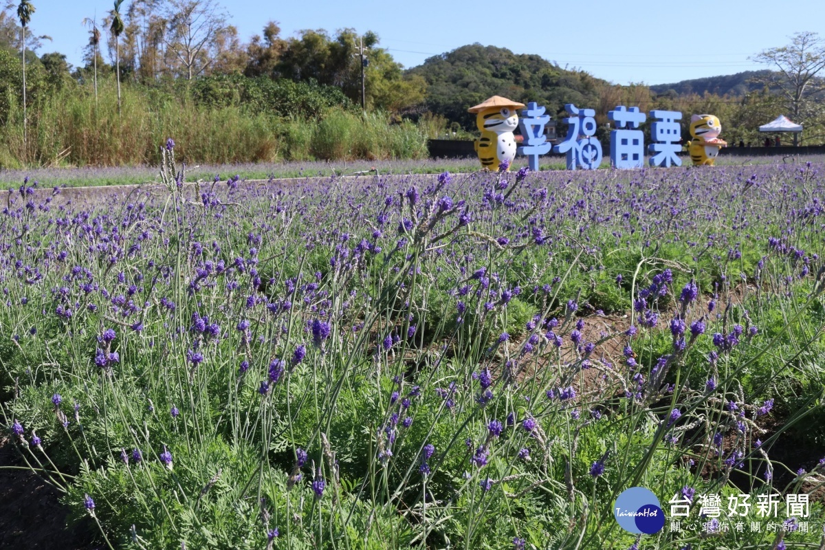 西湖薰衣草季浪漫登場　紫色花浪隨風搖曳