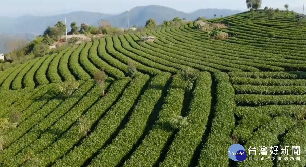 墨江近年盛產茶，又以普洱茶居多／陳致愷翻攝